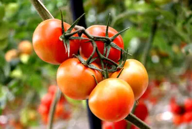 گلخانه شیشه‌ایی
