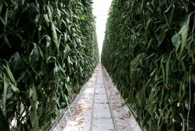 گلخانه شیشه‌ایی