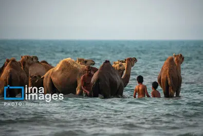 حمام شتر