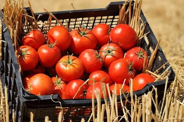 سندروم گوجه‌فرنگی ؛ هر گوجه 15 هزار تومان