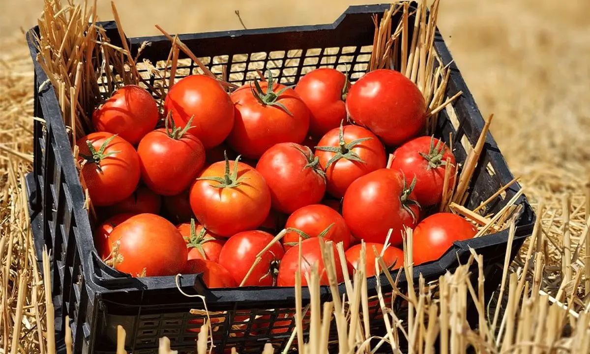 سندروم گوجه‌فرنگی ؛ هر گوجه 15 هزار تومان