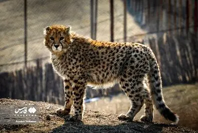 پیروز