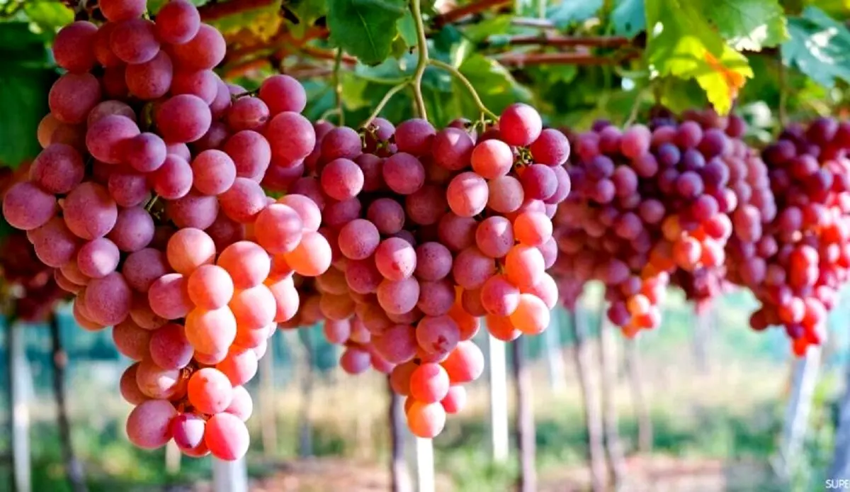 میوه‌ای تابستانی که خوردنش مثل ضدآفتاب عمل می‌کند