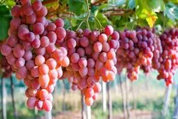 میوه‌ای تابستانی که خوردنش مثل ضدآفتاب عمل می‌کند