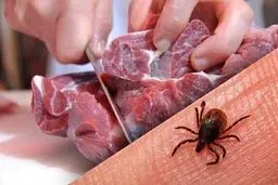 ابتلای ۵۷ نفر به تب کریمه کنگو از ابتدای سال تاکنون / ۵ نفر فوت کردند