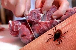 ابتلای ۵۷ نفر به تب کریمه کنگو از ابتدای سال تاکنون / ۵ نفر فوت کردند