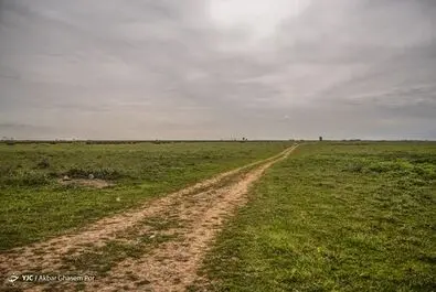 میانکاله