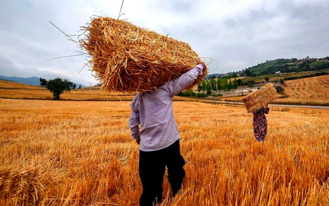 ️جفای دولت به گندمکاران