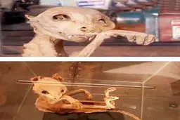 کشف جسد یک موجود عجیب در ترکیه/ عکس