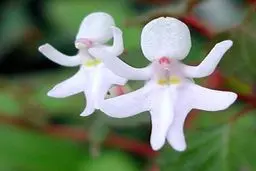 عکس از گل هایی که شبیه دختر هستند! / تصاویر