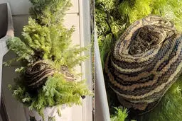 عکس / مار پیتون غول پیکر دور درخت کریسمس!