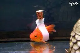 این ماهی با ویلچر شنا می کند!+عکس