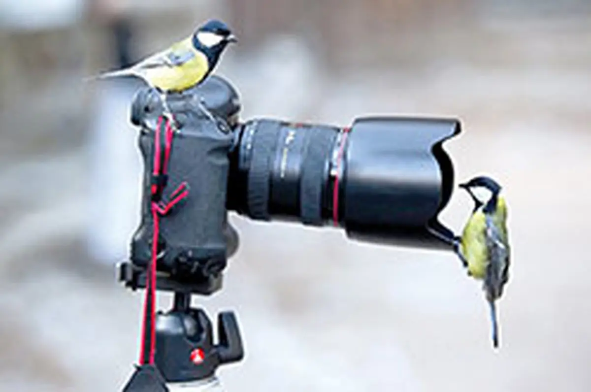 پول درآوردن از راه "چیلیک"!