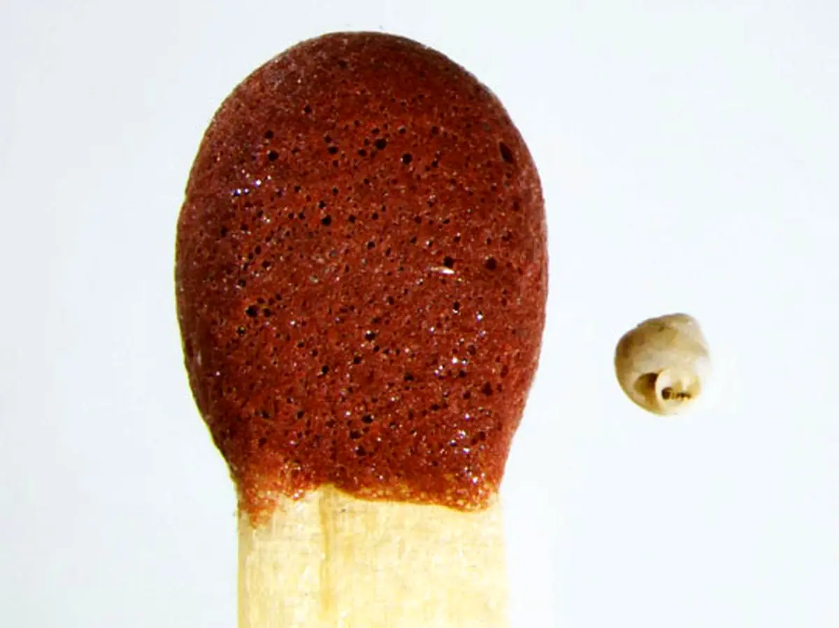 کشف کوچک ترین حلزون جهان (+عکس)