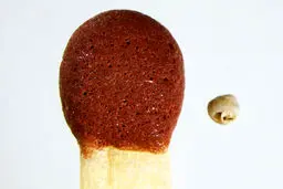 کشف کوچک ترین حلزون جهان (+عکس)