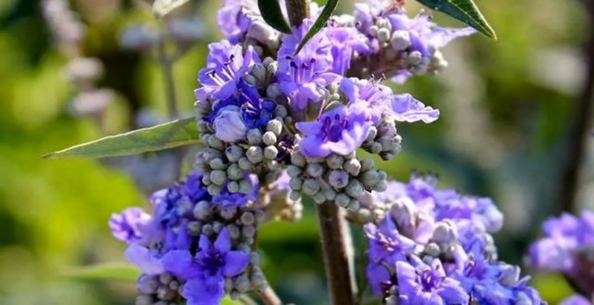 در مصرف این گیاه خیلی احتیاط کنید