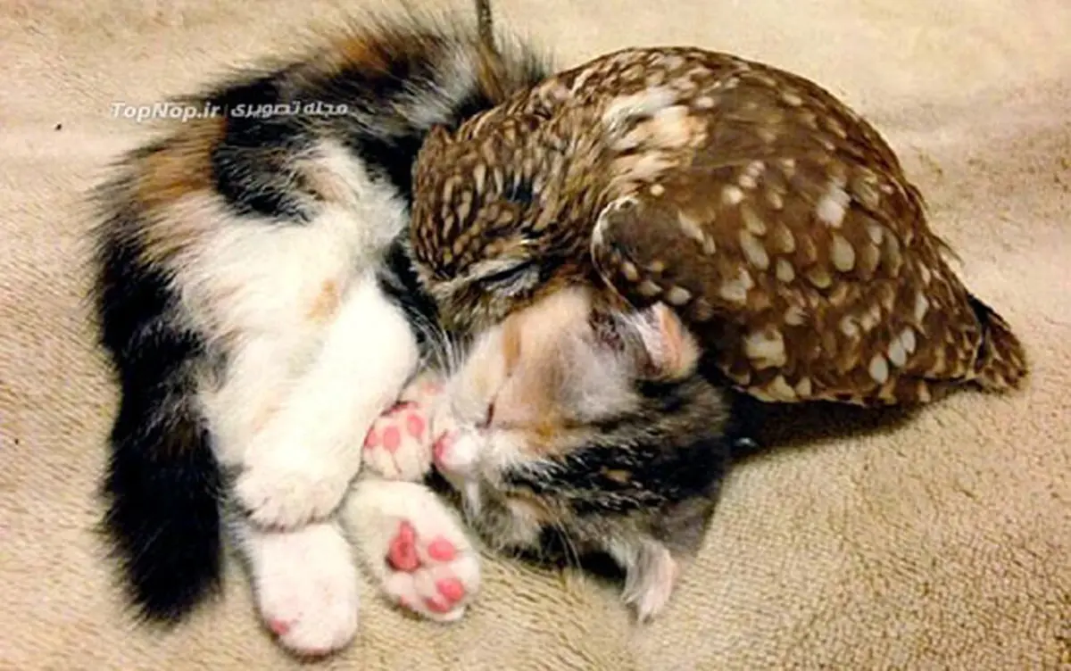 زندگی مسالمت آمیز گربه و جغد+عکس