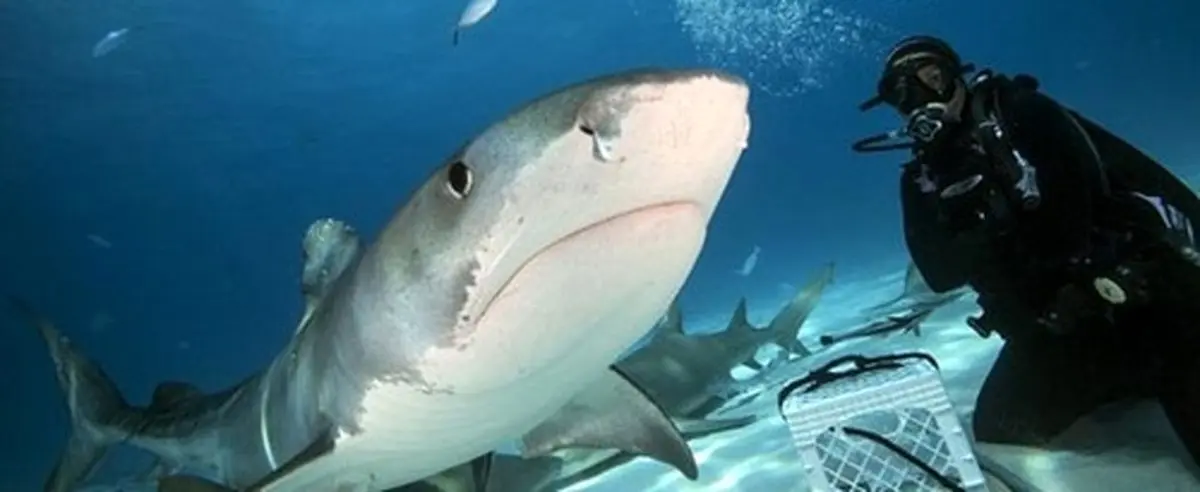 عکاسی از درون دهان کوسه! (عکس)