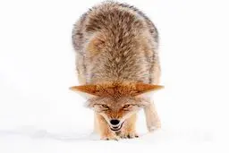 عصبانیت دیدنی یک کایوت/ عکس