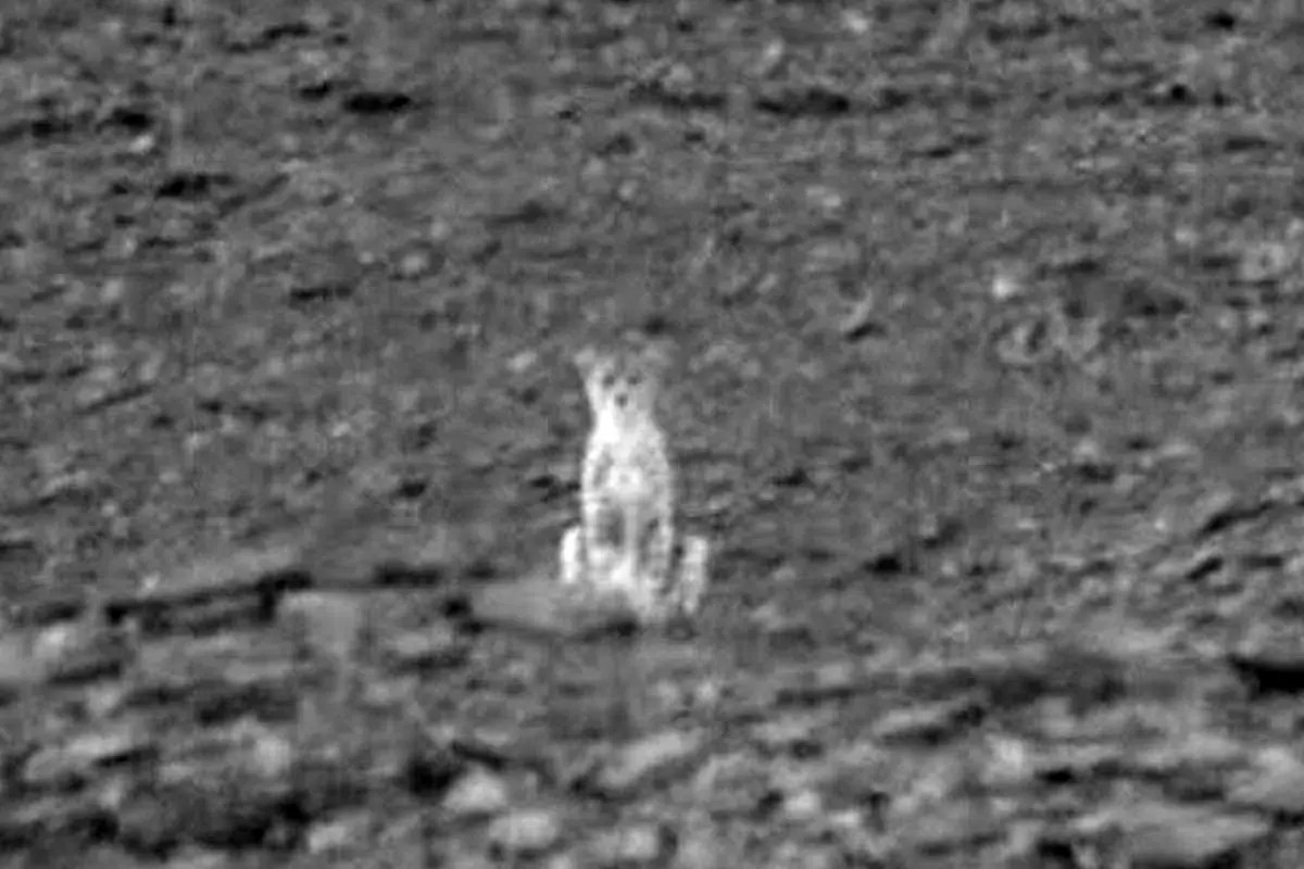 مشاهده توله ماده یوزپلنگ تلف شده+عکس