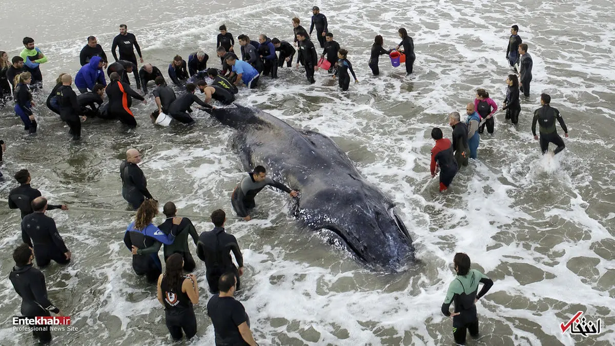 تلاش برای نجات یک نهنگ به گل نشسته در ساحل آرژانتین/عکس