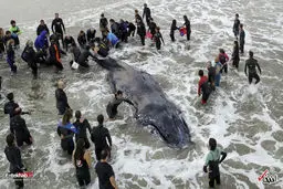 تلاش برای نجات یک نهنگ به گل نشسته در ساحل آرژانتین/عکس