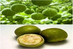 شیرین ترین ماده جهان قند نیست! / عکس