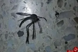 حشره غول پیکری که کاربران را به وحشت انداخت!+عکس