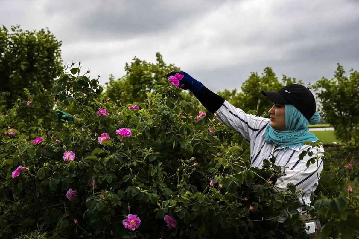 تصاویر/ برداشت گل محمدی از مزارع مازندران