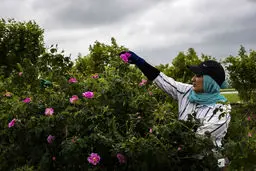 تصاویر/ برداشت گل محمدی از مزارع مازندران