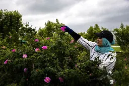 تصاویر/ برداشت گل محمدی از مزارع مازندران