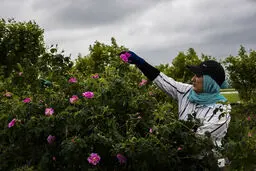 تصاویر/ برداشت گل محمدی از مزارع مازندران