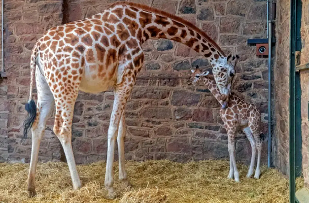 عکس جالب و مادرانه از زرافه باغ وحش چستر بریتانیا