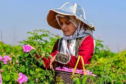 تصاویر/ برداشت گل محمدی - مشهد