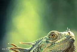 بهترین عکس‌های سال 2014 از حیات وحش را ببینید