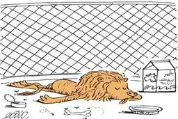 تاریخ انقضای 5 شیر با هم رسید!/ کاریکاتور