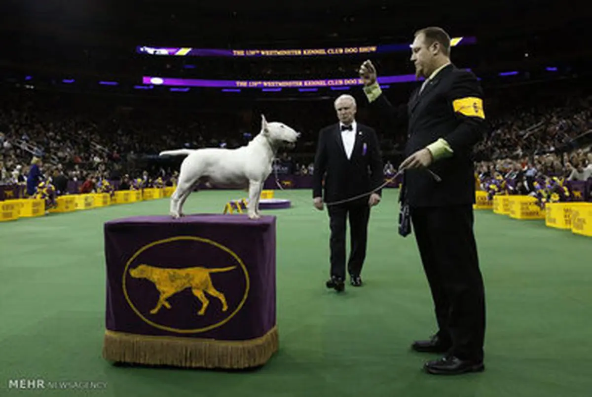 انتخاب بهترین سگ نمایشی سال در منهتن نیویورک/تصاویر