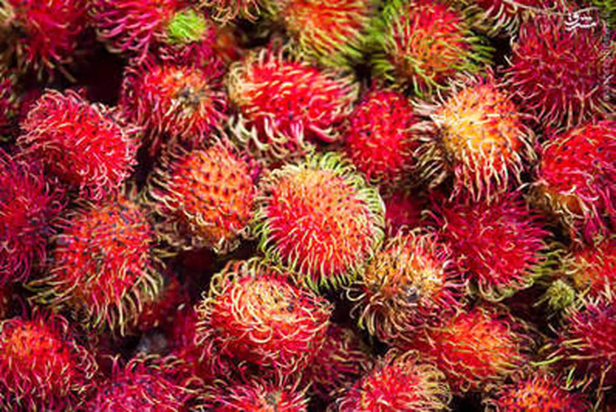 هیجان انگیزترین میوه ها/تصاویر