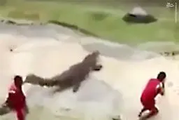 لحظه بلعیده شدن مرد توریست توسط تمساح +تصاویر