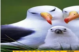 تصاویری دیدنی از مرغ های دریایی که میتوانند بیشتر از 50 سال زندگی کنند/ تصاویر