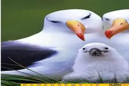 تصاویری دیدنی از مرغ های دریایی که میتوانند بیشتر از 50 سال زندگی کنند/ تصاویر