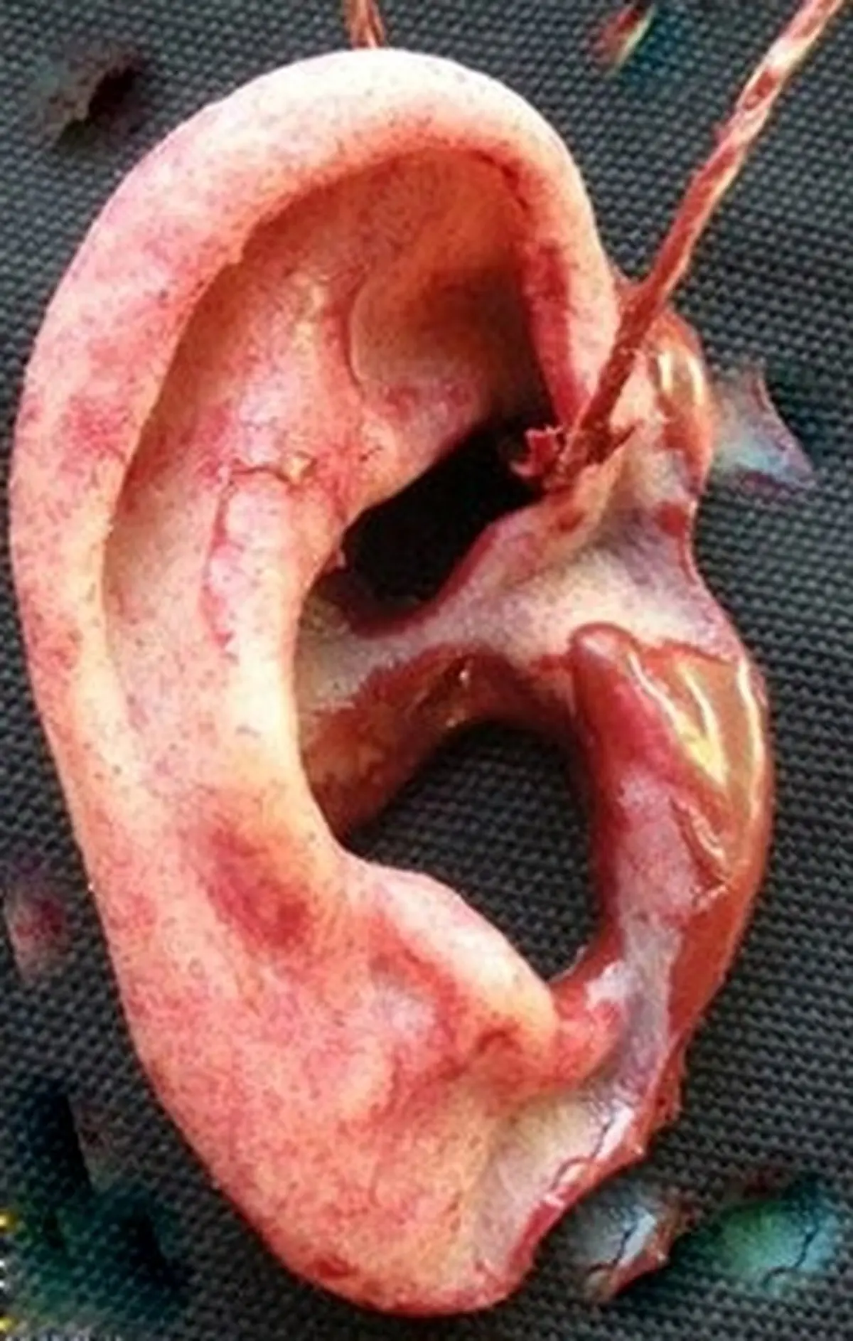 اعدام خونسردترین قاتل سریالی تهران / او گوش بریده زنانه را به همسرش هدیه داد!