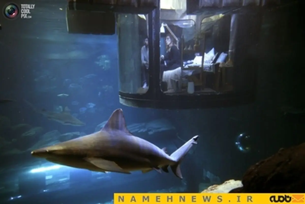 خواب ترسناک در کنار کوسه ها+تصاویر