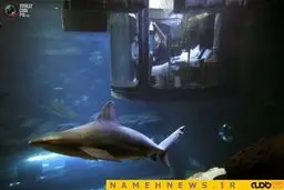 خواب ترسناک در کنار کوسه ها+تصاویر