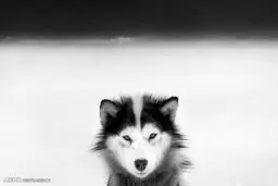 تصاویری زیبا از این روزهای قطب شمال