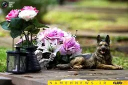 تاکسیدرمی حیوانات برای صاحبان دل‌نازک!+تصاویر