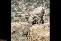 عکس/ مهر مادری عظیم‌الجثه‌ترین حیوان جهان