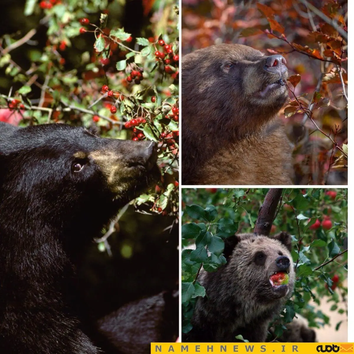 مگه پول علف خرسه / عکس