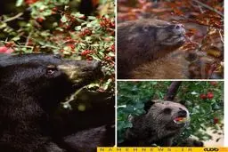 مگه پول علف خرسه / عکس