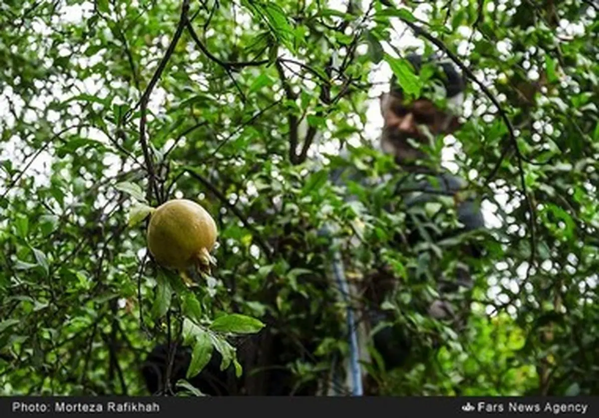 برداشت انار /گزارش تصویری